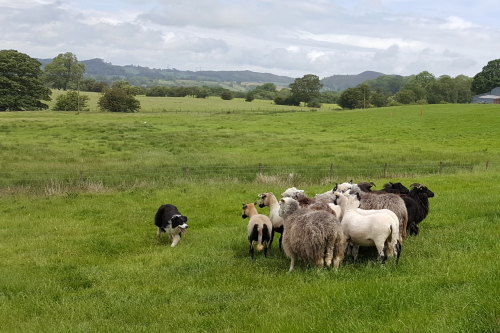 A sheepdog with sheep