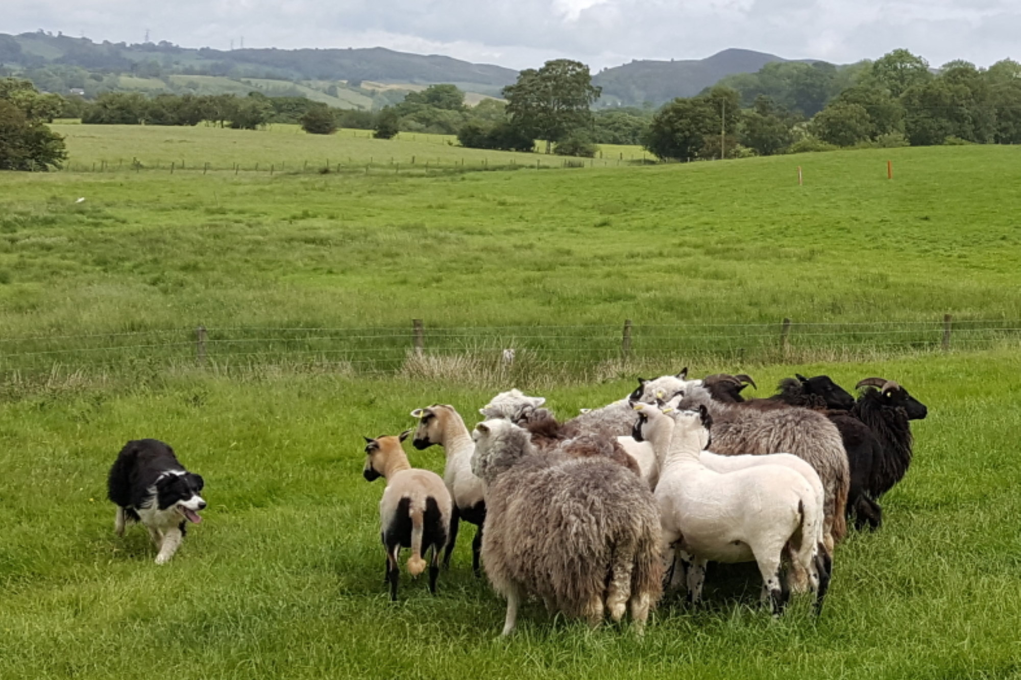 All things wool | tours of wool-related attractions | Celtic Tours Wales